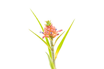 mini Bromeliad flower isolated on white background