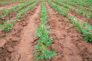 Sprout in farm