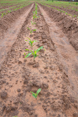 Sprout in farm