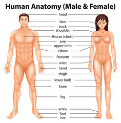 Human body parts - obrazy, fototapety, plakaty