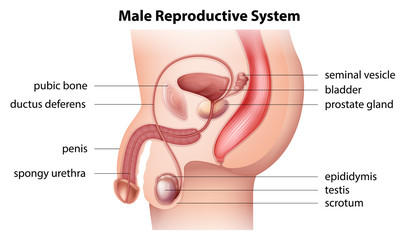 Male reproductive system - obrazy, fototapety, plakaty