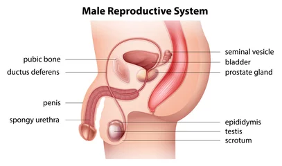 Foto op Plexiglas Male reproductive system © blueringmedia