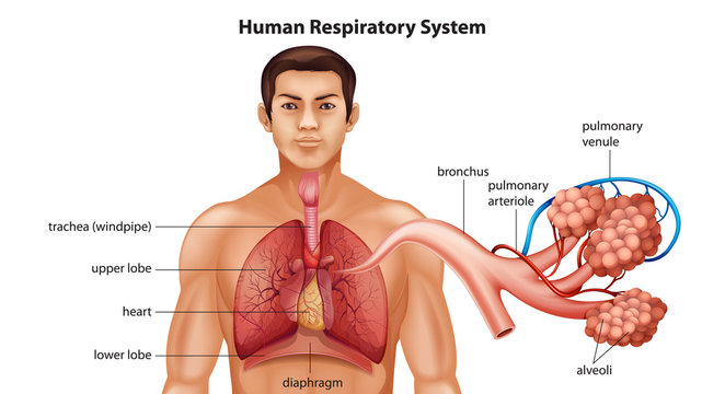 Respiratory System of Humans