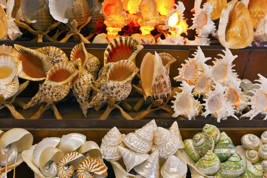 Sea shells display at a Mediterranean souvenir shop.