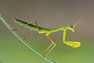 Praying Mantis - Mantis religiosa