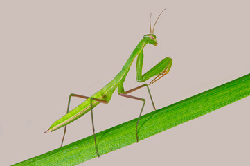 Praying Mantis - Mantis religiosa