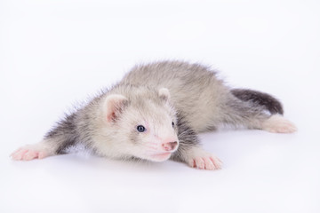 small rodent ferret