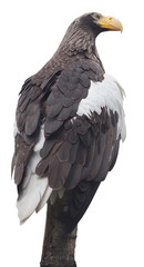 eagle