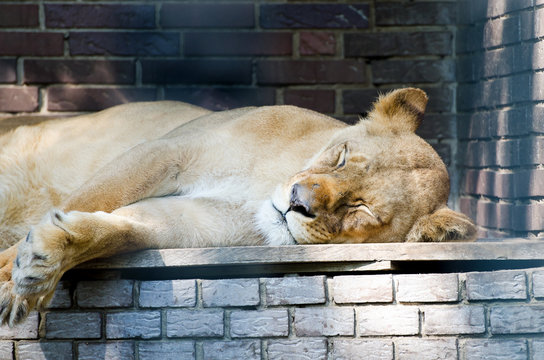 Löwin beim Schlafen