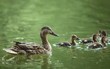 mother-duck and ducklings