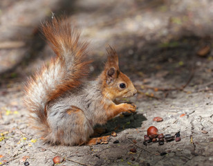 red-gray squirrel