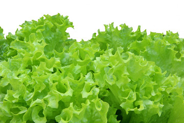 Corrugated leaves of vegetable salad