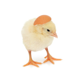 baby chicken and egg shell as a hat