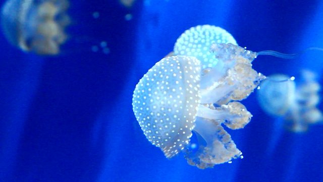 White jellyfish in blue ocean water