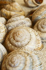 Snail shell.