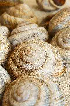 Snail shell.