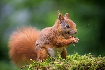 Foto auf Acrylglas Eichhörnchen Eichhörnchen frisst eine Nuss