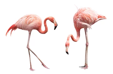 Fotobehang Twee flamingo& 39 s © coffeemill