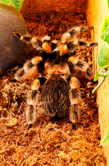 Brachypelma smithi