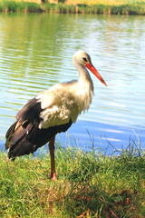 Adult stork in its natural habitat