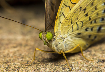 Butterfly close-up