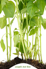 Pepper seedlings close up