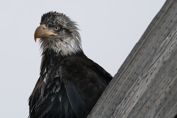 A large beak and sharp eyes