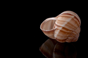 Snail Shell