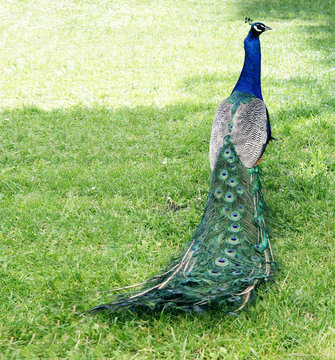 Male peacok