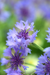 Beautiful cornflowers on green background