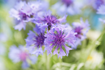Beautiful cornflowers, outdoors