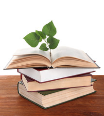 Books with plant on table on white background