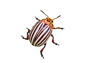 the Colorado potato beetle on a white background