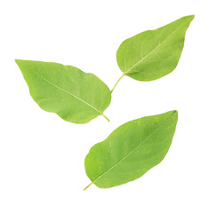 Obraz premium Green leaves isolated on white