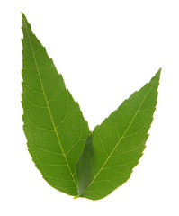 Green leaves isolated on white