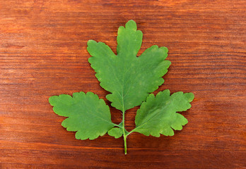 Celandine on wooden background