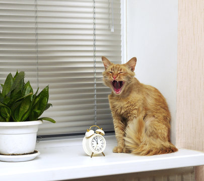 cat yawns on the windowsill near the alarm