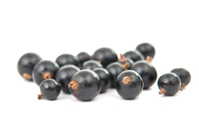 black currant