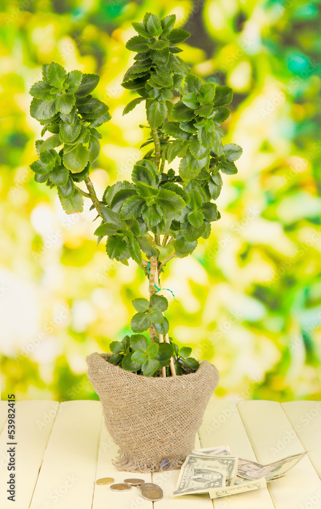 Wall mural money tree with money on wooden table on natural background