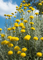 Graues Heiligenkraut mit Blüten vor Himmel