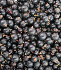 Heap of black currant.