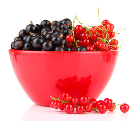 Red and black currant in bowl isolated on white