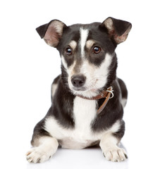 dog lying in front. isolated on white background