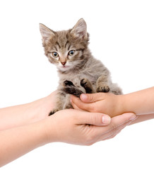 hands of an adult transfer kitten in the hands of the child. 
