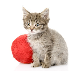 cat  with a ball. isolated on white background
