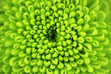 Fototapeta na wymiar Beautiful green chrysanthemum close-up