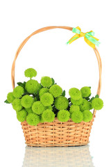 Fototapeta na wymiar Beautiful green chrysanthemum in wicker basket isolated on