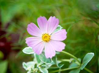 Cosmos flower