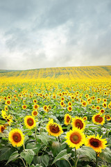 Fototapeta premium Sunflower field in stormy weather