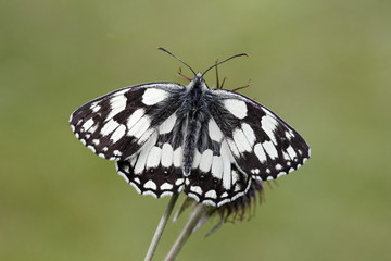 Marbled white, Melanargia galathea, 